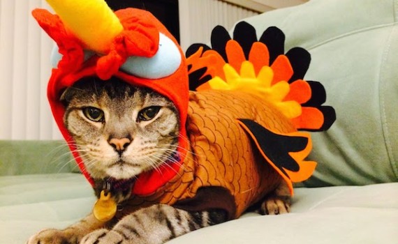 Thanksgiving Turkey-Cat